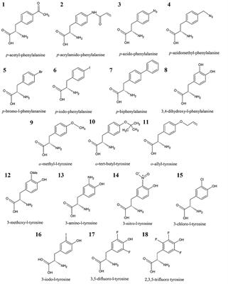 Development and Testing of Force Field Parameters for Phenylalanine and Tyrosine Derivatives